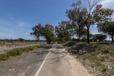 Mazagon 'dan Matalascanas' a giden eski yol. Bisiklet şeridi olarak da kullanılır, koşucular ve aylaklar için de. Güzel yerel bitki örtüsünü düşünüyorum.