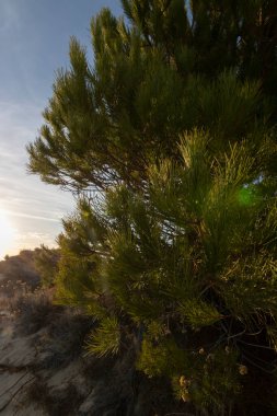 İspanya 'nın en uzun kıyı şeridi Huelva kıyısıdır. Matalascanas 'tan Ayamonte' ye. Uçurumlar, kumullar, çam ağaçları, yeşil bitkiler. İspanya 'nın en güzel plajlarından biri olarak kabul edilir.