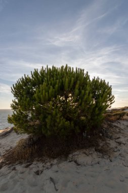 İspanya 'nın en uzun kıyı şeridi Huelva kıyısıdır. Matalascanas 'tan Ayamonte' ye. Uçurumlar, kumullar, çam ağaçları, yeşil bitkiler. İspanya 'nın en güzel plajlarından biri olarak kabul edilir.