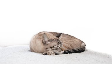 Huzurlu vaşak noktası kedisi beyaz bir battaniyenin üzerinde kıvrılmış uyuyor. Dinlenen bir kedi yavrusunun minimalist yüksek anahtarlı stüdyo portresi..