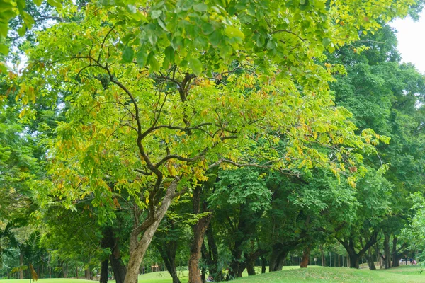 Soliga grön park och vacker dag i naturen — Stockfoto