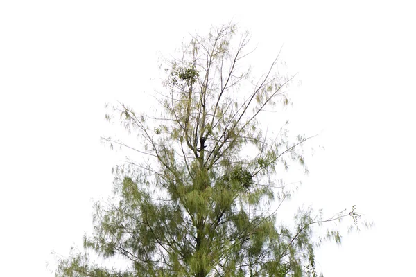 Hermoso árbol verde sobre un fondo blanco en alta definición — Foto de Stock