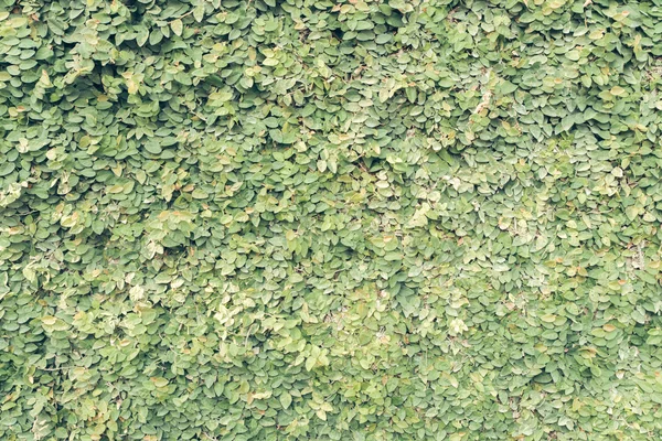 Fondo de trébol verde con micro gotas de agua. vintage imagen filtrada . —  Fotos de Stock