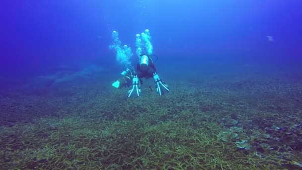 Slow Motion: Brote submarino de un par de buceadores nadando en un agua azul clara . — Vídeos de Stock