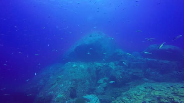 Гигантская рыбная школа тропического рифа, выстрел в Красное море, подводный снимок Судана, общий выстрел — стоковое видео