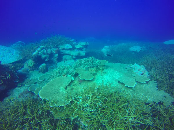 Víz alatti táj, tengerfenék faragott a dagad a zátony, Huahine sziget, Csendes-óceán, Francia-Polinézia — Stock Fotó