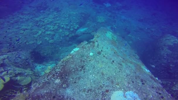 Escuela gigante de peces arrecife tropical, disparo en el Mar Rojo, Sudán tiro submarino, tiro total — Vídeo de stock