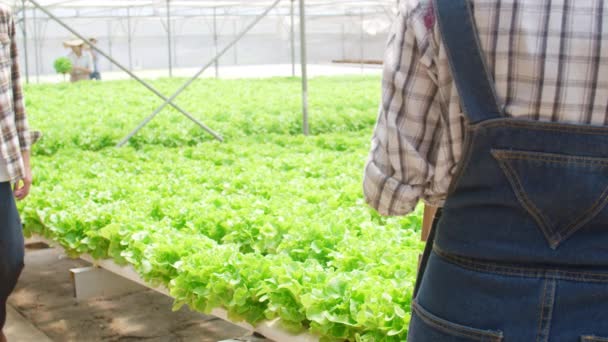 朝には温室内の水耕栽培農家から緑のオークを収穫する陽気な若いアジアのカップルの農家 健康のための農業有機 ビーガンフード 中小企業のコンセプト スローモーション — ストック動画