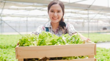 Asyalı genç çiftçinin portresi elinde yeşil meşe sepetiyle kameraya bakıyor ve sabahları hidroponik sebze çiftliğinde gülümsüyor. Sağlık için organik tarım, vejetaryen gıda, küçük işletme konsepti.