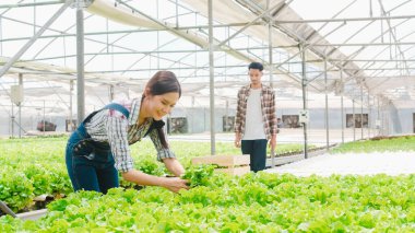 Neşeli genç Asya çifti çiftçi sabah sera bahçesinde hidroponik sebze çiftliğinden yeşil meşe topluyor. Sağlık için organik tarım, vejetaryen gıda, küçük işletme konsepti.