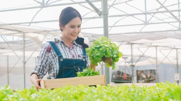Iloinen Nuori Viehättävä Aasian Nainen Maanviljelijä Sadonkorjuu Vihreää Tammea Hydroponics — kuvapankkivalokuva