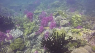 Su altında üretken grup halinde mercan kayalığı manzara, okullaşma balık ve renkli softcorals, dolu bardak Kızıldeniz, Sudan çekildi..