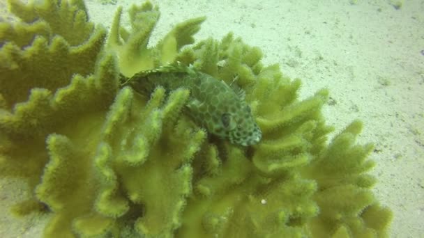 Hermoso coral en el fondo del Mar Rojo con curiosos peces Dascyllus. El metraje es bueno como fondo o protector de pantalla . — Vídeos de Stock