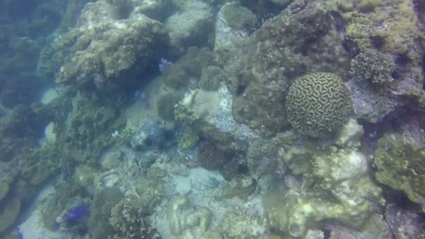 Coral bleaching occurs when sea surface temperatures rise causing the symbiotic zooxanthellae within the coral polyps to be expelled. Without zooxanthellae the corals look white or pastel in color. — Stock Video