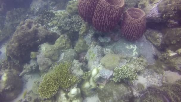Schwimmen über ein gesundes Korallenriff mit Schwämmen, Weich- und Steinkorallen in der Karibik — Stockvideo