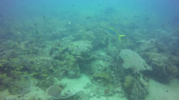 Tropical fish swim around a barrel sponge on a coral reef. — Stock Video