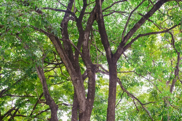 Árboles forestales. naturaleza madera verde luz del sol fondos. — Foto de Stock