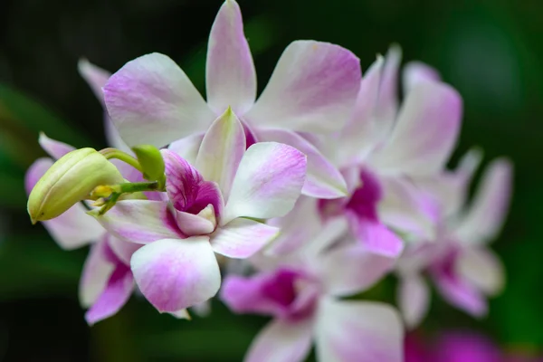Streaked orchid flowers. Beautiful orchid flowers. — Stock Photo, Image
