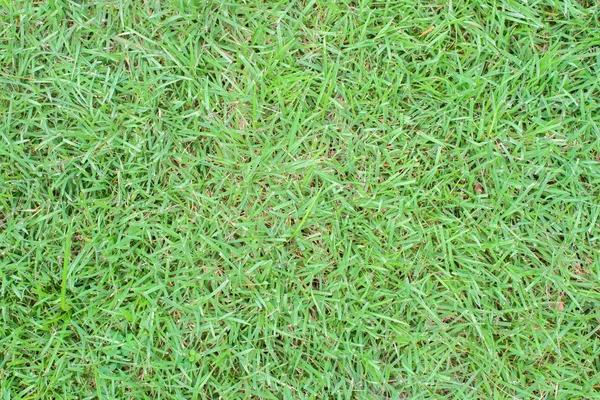 Textura de fondo de hierba verde. —  Fotos de Stock