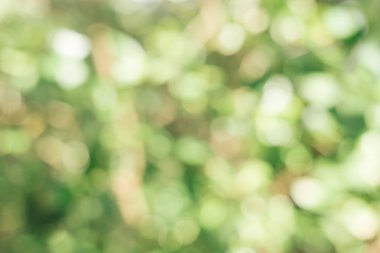 Bulanık park bokeh ışık ile. Doğa arka plan bulanıklık. Bahar çayır ile büyük ağaç taze yeşil yaprakları ile.