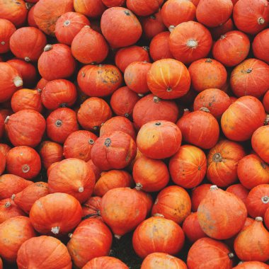 Balkabağı tarlası deseni. Çiftçilik ya da sonbahar konsepti. Kare