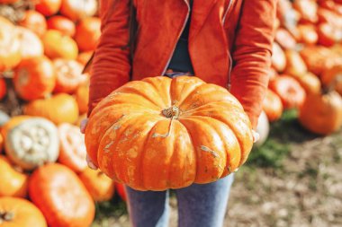 Balkabağı tarlasında balkabağı tutan kız. Sonbahar konsepti