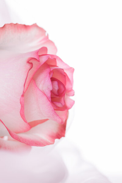 Pink rose closeup on white bright background