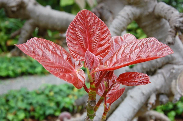 Brunch con foglie rosse — Foto Stock