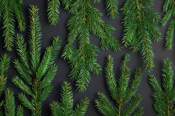 Green christmas tree branches on black paper background