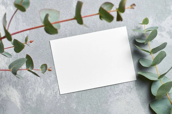 Uitnodiging Wenskaart Met Verse Eucalyptus Twijgen Grijze Betonnen Achtergrond Kopieerruimte — Stockfoto