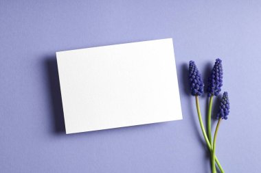 Davetiye ya da tebrik kartı modeli bahar mavisi muscari çiçekleri, üst görünüm, boşluk kopyala