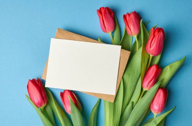 Fotokopi alanı olan tebrik kartı modeli, mavi kağıttan arka planda taze kırmızı laleler, üst görünüm.