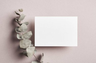 Davetiye ya da tebrik kartı modeliyle okaliptüs bitkisi dalı, üst görünüm