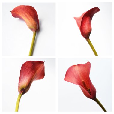 Red calla on a white background