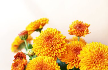 kasımpatı çiçekleri arka plan