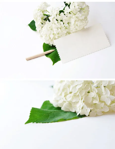 Квітка гортензії на білому тлі з пробілом для тексту — стокове фото