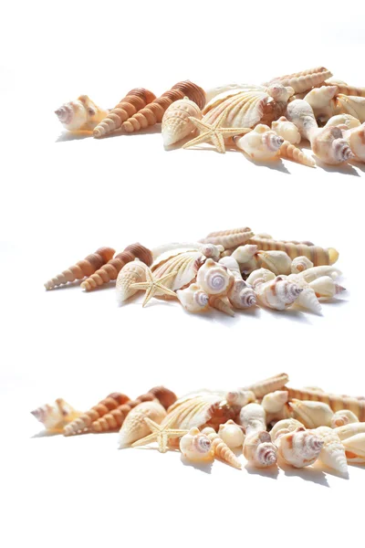 A lot of cockshells with a starfish — Stock Photo, Image