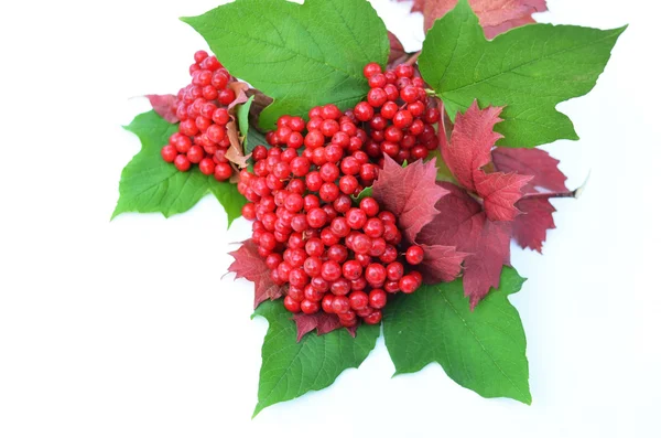 Guelder-rose berries with leaves on a white background — Stock Photo, Image