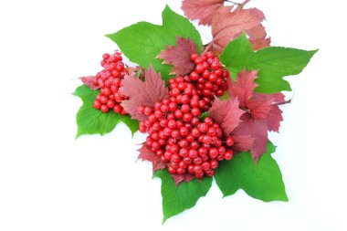 Guelder-gül çilek beyaz bir arka plan üzerinde yaprakları ile