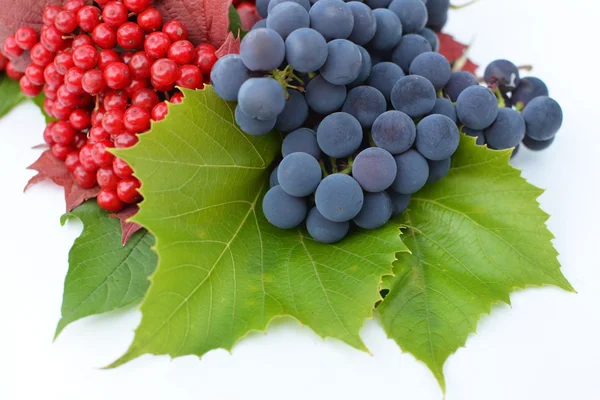 Lebiodka – jagody z winogron na białym tle — Zdjęcie stockowe
