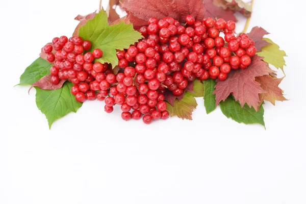 Гелдер-роза ягоды с листьями на белом фоне — стоковое фото
