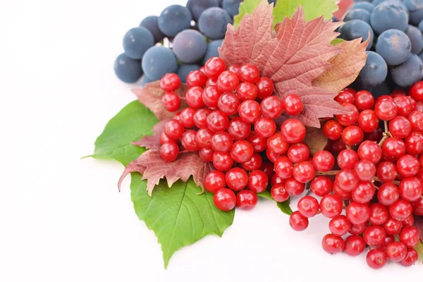 Гелдер-розы ягоды с виноградом на белом фоне — стоковое фото