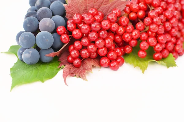 Гелдер-розы ягоды с виноградом на белом фоне — стоковое фото