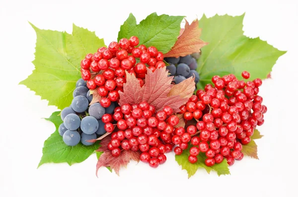 Красно-розовые ягоды с виноградом на белом фоне — стоковое фото