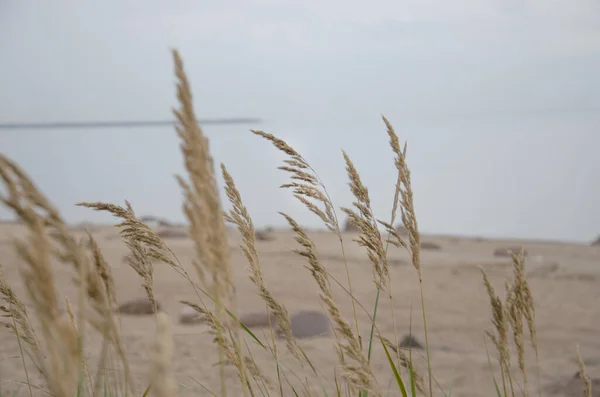 浅浅的米黄色的草叶笼罩在海湾的海滩上 中性的色泽 有选择的重点 植物主题的海报 自然形状和线条 — 图库照片