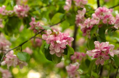 Çiçek açan bir elma ağacı. Nedzvetsky 'nin elma ağacı. Yumuşak pembe çiçekler yakın plan. Parlak yeşillik.