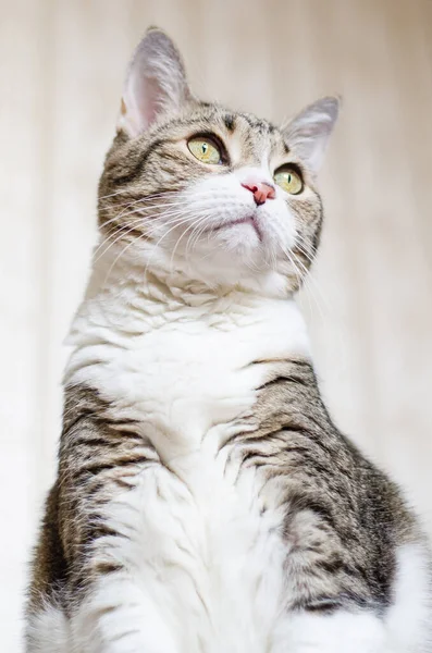 座っている猫の肖像 白い毛と黄色い目をした猫が右側を見上げます 低い角度からの撮影 獣医診療所又は猫食品の広告写真 — ストック写真