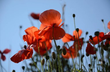 Parlak kırmızı gelincikler, mavi gökyüzüne karşı güneş tarafından aydınlatılıyor. Alttaki noktadan alındı.