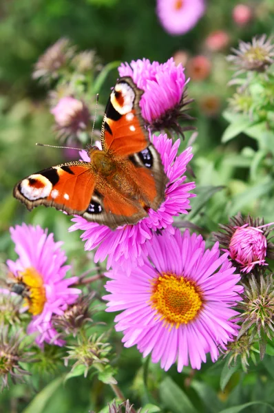 Aster üzerinde Kelebek