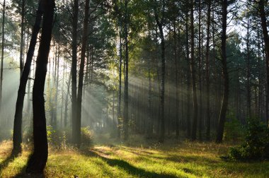 sabah güneş ışığı sisin içinde çam ormanı